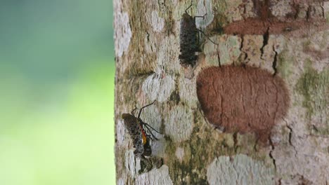 Two-lovely-individuals-resting-on-the-left-side-of-this-tree-moving-subtlety,-Lantern-Bug,-Penthicodes-variegate,-Thailand