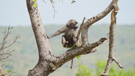 Baboon-sitting-on-the-branch-of-a-tree-in-the-Masai-Mara-North-Conservancy,-natural-habitat-of-African-Wildlife-in-Maasai-Mara-National-Reserve-untouched-by-humans,-Kenya,-Africa-Safari-Animals