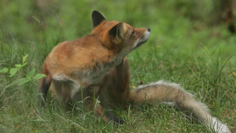 Red-fox-(Vulpes-vulpes)-on-the-green-grass.