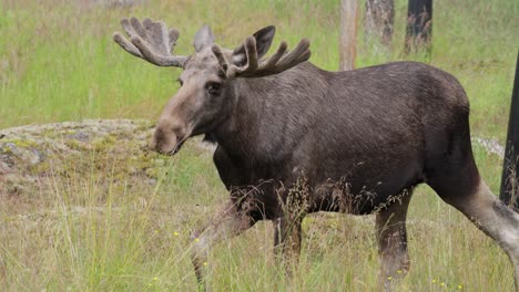 Elk-or-Moose,-(Alces-alces)-in-the-green-forest.-Beautiful-animal-in-the-nature-habitat.