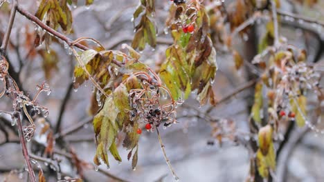 Blätter-Und-Äste-Des-Baumes-Erfroren-Beim-Ersten-Morgenfrost-Im-Spätherbst.