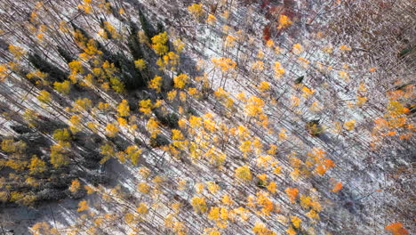 Vogelperspektive-Kebler-Pass-Colorado-Espe-Baum-Bunt-Gelb-Rot-Orange-Wald-Frühherbst-Winter-Erster-Schnee-Rocky-Mountains-Breckenridge-Keystone-Vail-Aspen-Telluride-Silverton-Ouray-Linke-Bewegung