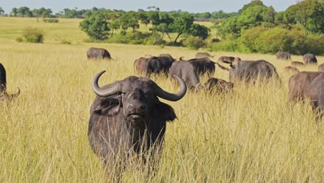 Slow-Motion-of-African-Buffalo-Herd,-Dangerous-Africa-Animals-on-Wildlife-Safari-in-Masai-Mara-in-Kenya-at-Maasai-Mara-National-Reserve,-Nature-Shot-in-Savannah-Plains-and-Long-Tall-Grass-Scenery