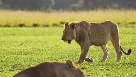 Wunderschöne-Löwin-Big-5-Five,-Die-Bei-Tief-Stehender-Sonne-Umherstreift,-Während-Die-Sonne-Untergeht,-Afrikanische-Tierwelt-Im-Masai-Mara-Nationalreservat,-Kenia,-Afrikanische-Safaritiere-Im-Naturschutzgebiet-Masai-Mara-North