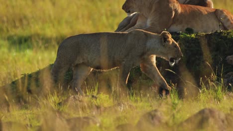 African-Wildlife-in-Maasai-Mara-National-Reserve,-female-lion-lioness-prowling-in-the-low-sun-sunset,-Kenya,-Powerful-Africa-Safari-Animals-in-Masai-Mara-North-Conservancy