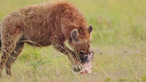 Zeitlupenaufnahme-Einer-Aasfresserhyäne,-Die-Sich-Von-Den-Knochen-Tierischer-Beute-Ernährt-Und-Fleisch-Und-Fell-Vom-Karkus-Reißt,-In-Nahaufnahme-Einer-Afrikanischen-Tierwelt-Im-Masai-Mara-Nationalreservat,-Kenia