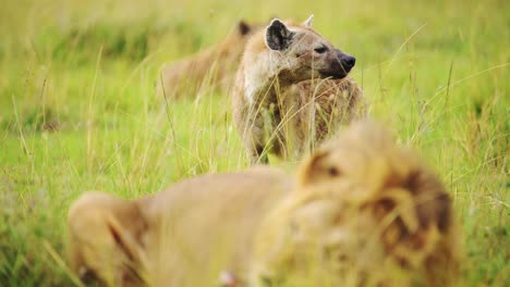Toma-En-Cámara-Lenta-De-Hienas-Esperando-Para-Matar,-Orden-De-La-Cadena-Alimentaria-En-La-Reserva-Nacional-Masai-Mara,-Emocionante-Vida-Salvaje-Africana,-Kenia,-Paisaje-De-Safari-Africano-En-La-Conservación-Del-Norte-De-Masai-Mara