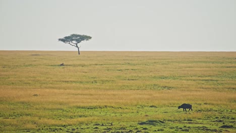 Zeitlupenaufnahme-Einer-Weitwinkel-Savannenlandschaft,-Afrikanische-Tierwelt-Im-Masai-Mara-Nationalreservat,-Kenia,-Afrikanische-Safaritiere-Im-Naturschutzgebiet-Masai-Mara-North