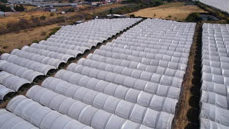 Slow-aerial-rise-and-pan-over-Blueberry-plantation-to-reveal-more-farms-in-Michoacán-Mexico