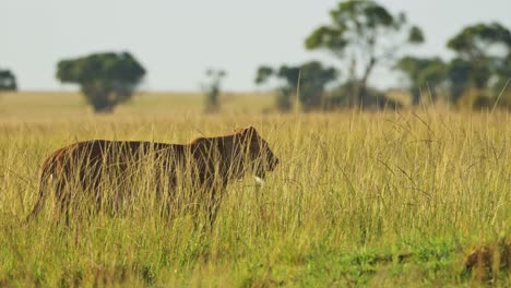 Zeitlupenaufnahme-Der-Schönen-Löwin-Big-5-Five,-Die-Bei-Tief-Stehender-Sonne-Umherstreift,-Während-Die-Sonne-Untergeht,-Afrikanische-Tierwelt-Im-Masai-Mara-Nationalreservat,-Kenia,-Afrikanische-Safaritiere-In-Der-Masai-Mara