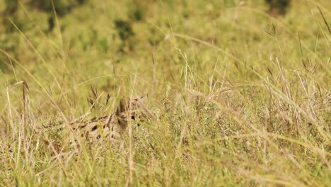 Zeitlupenaufnahme-Von-Wildkatzen-Servaljagden-Im-Hohen-Gras,-Niedrige-Deckung,-Herumstreifen,-Afrikanische-Tierwelt-Im-Masai-Mara-Nationalreservat,-Kenia,-Afrikanische-Safari-Tiere-Im-Masai-Mara-Nordschutzgebiet