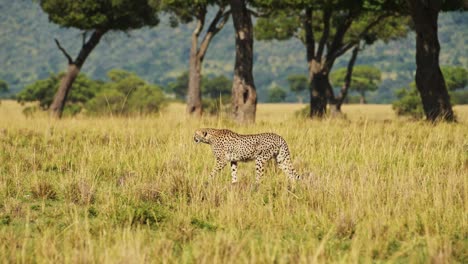Slow-Motion-Shot-of-Cheetah-walking-through-colourful-lush-grassland-of-the-Masai-Mara-North-Conservancy-savannah-savanna,-African-Wildlife-in-Maasai-Mara-National-Reserve,-Kenya
