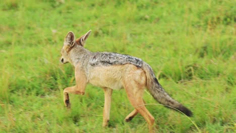 Slow-Motion-Shot-of-Jackal-scavenging-for-a-kill,-running-around-searching-for-oppurtunity,-hopeful-African-Wildlife-in-Maasai-Mara-National-Reserve,-Kenya,-Africa-Safari-Animals-in-ecosystem