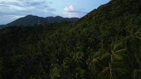 Tierras-Altas-Tropicales-Puras-Y-No-Contaminadas,-Bosque-De-Palmeras-En-La-Isla-Paradisíaca-De-Koh-Tao,-Tailandia,-Vista-Aérea-De-La-Belleza-Del-Sudeste-Asiático