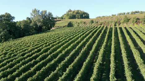Tiefflug-über-Landwirtschaftlich-Genutzte-Wiesen-Italienischer-Grüner-Weinberge