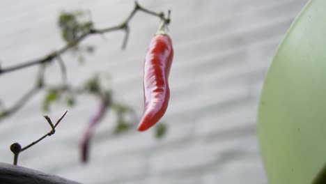 Low-angle-view-of-big-red-pepper-hanging-from-plant-with-white-brick-wall-background