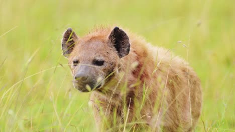 Slow-Motion-Shot-of-Alone-Hyena-waiting-to-get-on-kill,-walking-through-the-luscious-greenry-of-the-Masai-Mara-North-Conservancy,-Wildlife-in-Maasai-Mara-National-Reserve,-Kenya