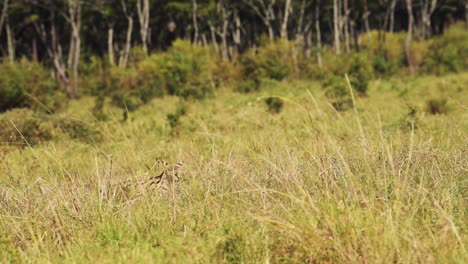 Toma-En-Cámara-Lenta-De-Serval-De-Gato-Salvaje-Cazando-En-Hierba-Alta,-Cubierta-Baja,-Merodeando,-Fauna-Africana-En-La-Reserva-Nacional-De-Masai-Mara,-Kenia,-Animales-De-Safari-De-áfrica-En-La-Conservación-Del-Norte-De-Masai-Mara