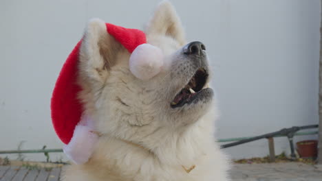 Akita-Inu-dog,-funny-Christmas-hat,-creating-a-delightful-and-entertaining-scene