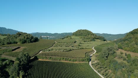 Aerial-View-Of-Agriculture-Field-Of-Italian-Green-Vineyards