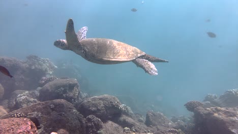 Sea-turtle-slowly-swimming-in-blue-water-through-sunlight