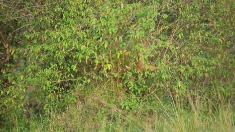 Slow-Motion-Shot-of-Young-lion-hiding-in-bushes-for-shelter-to-camouflage,-deep-in-lush-African-nature-in-Maasai-Mara-National-Reserve,-Kenya,-Africa-Safari-Animals-in-Masai-Mara-North-Conservancy
