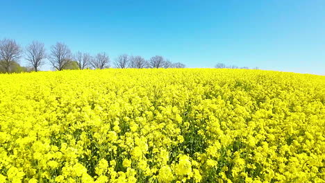 Vast-canola-field-beneath-the-azure-sky,-captured-from-the-ai