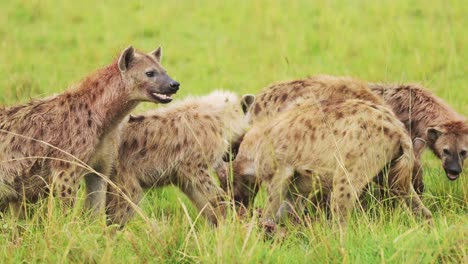 Slow-Motion-Shot-of-Cackle-of-Hyenas-feeding-on-a-scavenged-kill,-eating-remains-of-animal-in-the-Maasai-Mara-National-Reserve,-Kenya,-Africa-Safari-Masai-Mara-North-Conservancy