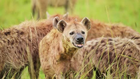 Toma-En-Cámara-Lenta-De-Un-Grupo-De-Hienas-Observando-Mientras-Se-Alimentan-De-Restos-De-Una-Matanza,-Hurgando-En-La-Vida-Silvestre-Africana-En-La-Reserva-Nacional-Masai-Mara,-Peligrosos-Animales-De-Safari