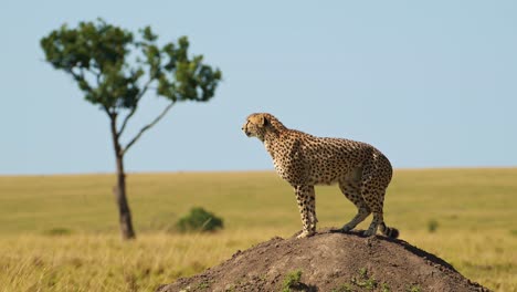 Slow-Motion-of-Cheetah-on-Termite-Mound-Hunting-and-Looking-Around-in-Africa,-African-Wildlife-Safari-Animals-in-Masai-Mara,-Kenya-in-Maasai-Mara-North,-Beautiful-Amazing-Portrait-of-Big-Cat