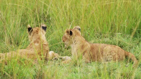 Lindos-Cachorros-De-León-Jugando-En-África,-Divertidos-Leones-Jóvenes-Animales-En-La-Hierba-En-Un-Safari-De-Vida-Silvestre-Africana-En-Masai-Mara,-Kenia-En-La-Reserva-Nacional-De-Masai-Mara,-Pastos-Verdes
