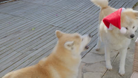 Ein-Paar-Akita-Inu-Hunde,-Lustige,-Amüsante-Ausdrücke,-Während-Sie-Charmant-Nach-Weihnachtsgeschenken-Fragen-Und-So-Eine-Entzückende-Und-Unterhaltsame-Szene-Schaffen