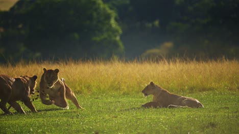 Slow-Motion-Shot-of-Young-lions-playing-in-the-evening,-fighting,-joyful-and-happy-African-Wildlife-in-Maasai-Mara-National-Reserve,-Kenya,-Africa-Safari-Animals-in-Masai-Mara-North-Conservancy