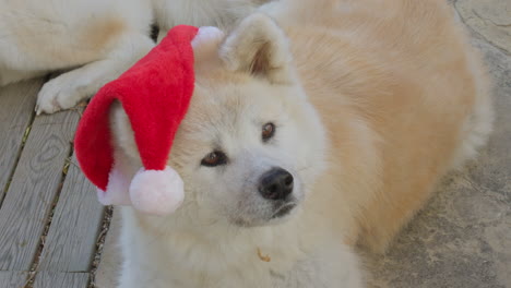 Akita-Inu-dog,-showcasing-amusing-expressions-as-they-charmingly-request-Christmas-gifts,-creating-a-delightful-and-entertaining-scene