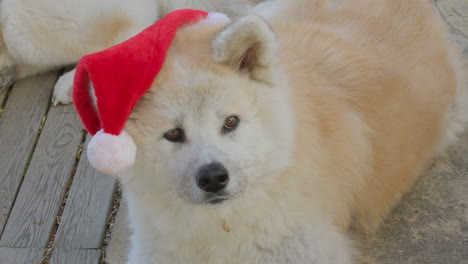 Akita-Inu-dog,-asking-for-Christmas-gifts,-creating-a-delightful-and-entertaining-scene