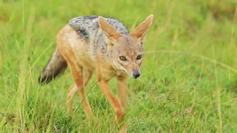 Slow-Motion-Shot-of-Jackal-scavenging-for-a-kill,-running-around-searching-for-oppurtunity,-hopeful-African-Wildlife-in-Maasai-Mara-National-Reserve,-Kenya,-Africa-Safari-Animals-in-ecosystem