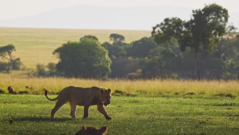 Young-lions-walking-through-lush-landscape-at-sunset,-Important-Masai-Mara-North-Conservancy-protecting-animals-from-human-interaction-in-Maasai-Mara-National-reserve