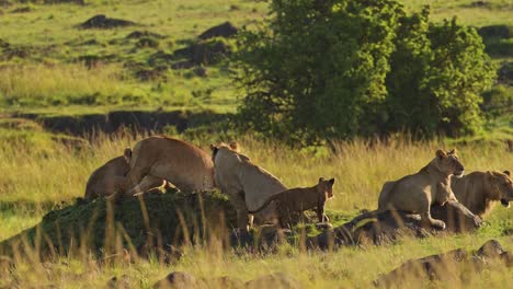 5-Grandes-Grupos-De-Leones-En-Una-Pequeña-Colina-Vigilando-Las-Llanuras-Africanas,-Importante-Conservación-De-La-Vida-Silvestre-En-La-Reserva-Nacional-Masai-Mara