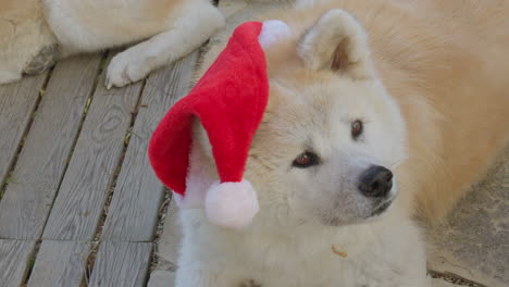 Akita-Inu-dog,-Request-Christmas-gifts,-creating-a-delightful-and-entertaining-scene