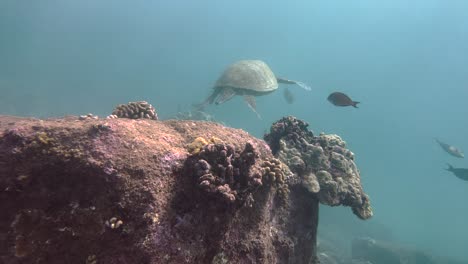 Meeresschildkröte-Schwimmt-Langsam-Im-Blauen-Wasser-Durch-Sonnenlicht