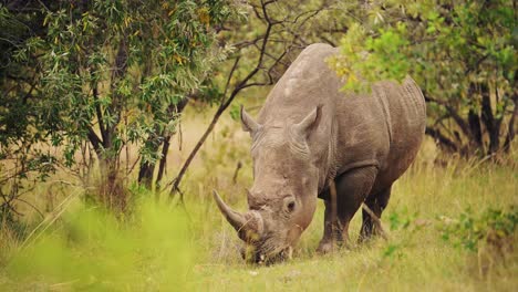 Rhino-grazing-in-green-savannah-grassland-in-beautiful-calming-scenery-of-massai-mara-north-conservancy,-masai-mara-african-wildlife,-africa-safari-animals