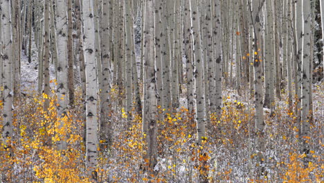 Leaves-golden-falling-Kebler-Pass-Colorado-cinematic-frosted-cold-morning-fall-winter-season-collide-first-white-snow-red-yellow-orange-aspen-tree-forest-Rocky-Mountains-stunning-pan-left