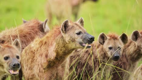 Toma-En-Cámara-Lenta-De-Un-Grupo-De-Hienas-Observando-Mientras-Se-Alimentan-De-Restos-De-Una-Matanza,-Hurgando-En-La-Vida-Silvestre-Africana-En-La-Reserva-Nacional-Masai-Mara,-Peligrosos-Animales-De-Safari
