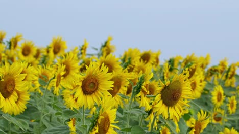 Camera-zooms-out-showing-all-these-Common-Sunflowers-moving-with-a-lovely-blue-background,-Helianthus-annuus,-Thailand