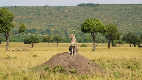 Slow-Motion-of-Cheetah-on-Termite-Mound-Hunting-and-Looking-Around-For-Prey-in-Africa,-African-Wildlife-Safari-Animals-in-Masai-Mara,-Kenya-in-Maasai-Mara-North,-Beautiful-Portrait-of-Big-Cat