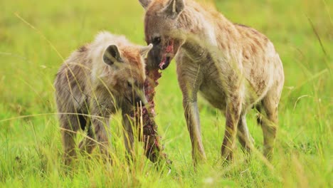 Slow-Motion-Shot-of-Close-up-faces-of-Hyenas-with-prey-feeding-on-scavenged-kill-in-lush-grass-of-the-Masai-Mara-North-Conservancy,-African-Wildlife-in-Maasai-Mara-National-Reserve,-Kenya