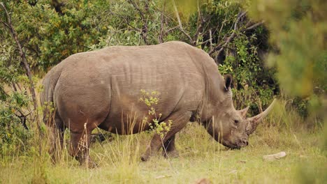 Afrika-Safari-Tier-Nashorn-Im-Masai-Mara-North-Conservancy,-Das-In-Der-Wildnis-Der-Natur-Weidet-Und-Sich-Auf-Gras-In-Der-Masai-Mara-Ernährt