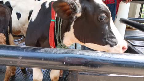Die-Milchkühe-Im-Stall-Der-Firma-Cimory-Sind-Eine-Der-Interessanten-Touristenattraktionen,-Um-Mehr-über-Die-Tierhaltung-Zu-Erfahren