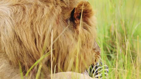 Toma-En-Cámara-Lenta-De-Un-Primer-Plano-De-Un-León-Comiendo-Una-Pierna-De-Cebra,-Detalle-De-La-Vida-Silvestre-Africana-De-Boca-Abierta-En-La-Reserva-Nacional-Masai-Mara,-Kenia,-Animales-De-Safari-Africanos-En-La-Conservación-Del-Norte-De-Masai-Mara