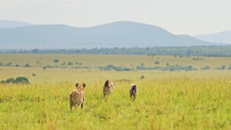 Slow-Motion-Shot-of-Hyenas-waiting-to-get-on-a-kill,-order-of-food-chain-in-the-Maasai-Mara-National-reserve,-exciting-African-Wildlife,-Kenya,-Africa-Safari-landscape-in-Masai-Mara-North-Conservancy